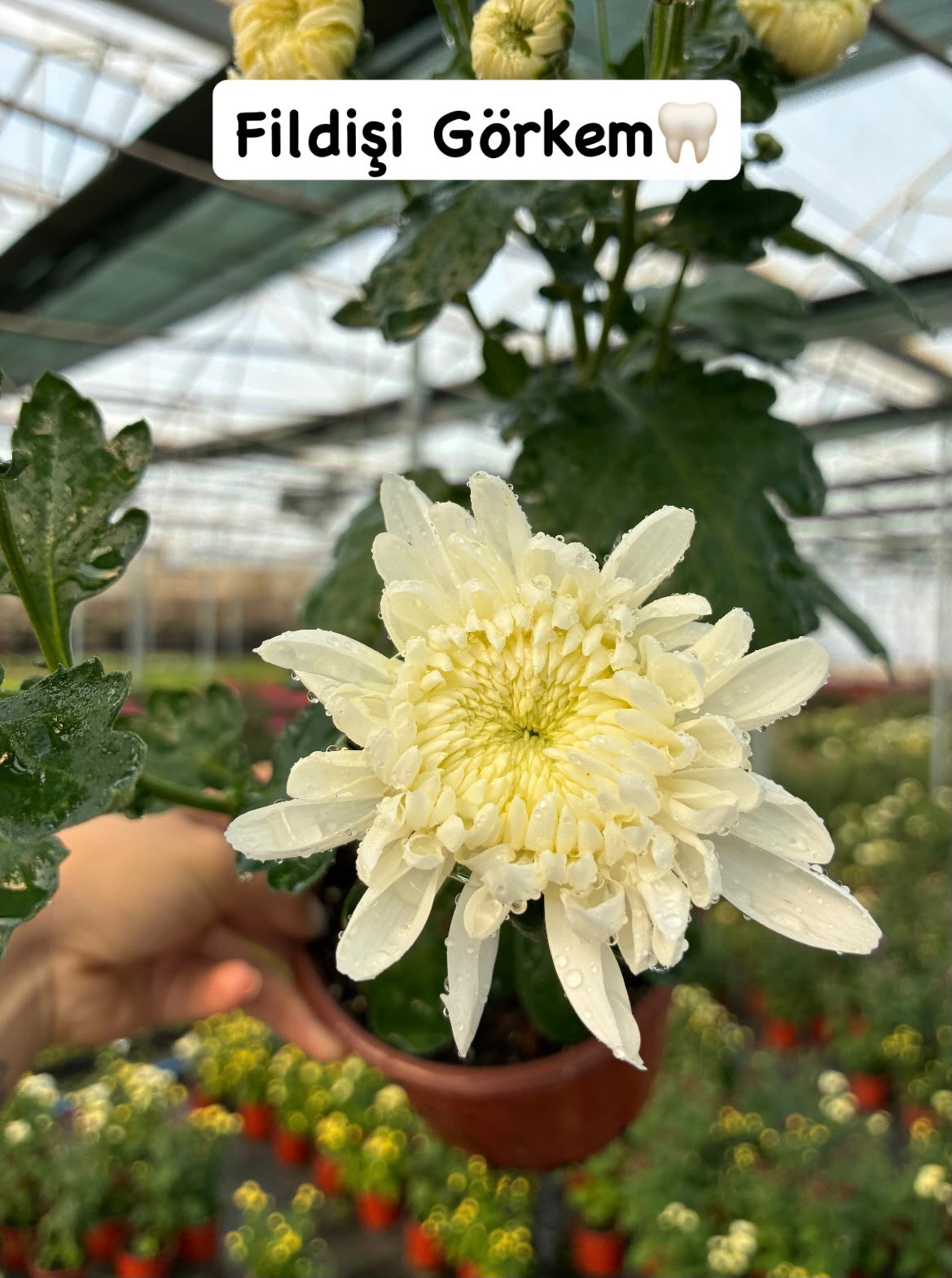 IMG-20261028-WA0014 5'li İri Çiçekli ve Katlı Kasımpatı Seti Medium Boy (Chrysanthemum × morifolium) - Görsel 1