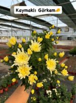 5'li İri Çiçekli ve Katlı Kasımpatı Seti Medium Boy (Chrysanthemum × morifolium) - Görsel 2
