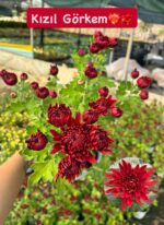 5'li İri Çiçekli ve Katlı Kasımpatı Seti Medium Boy (Chrysanthemum × morifolium) - Görsel 3