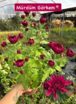 5'li İri Çiçekli ve Katlı Kasımpatı Seti Medium Boy (Chrysanthemum × morifolium) - Görsel 4