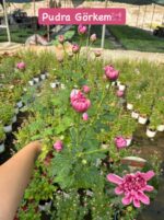 5'li İri Çiçekli ve Katlı Kasımpatı Seti Medium Boy (Chrysanthemum × morifolium) - Görsel 5