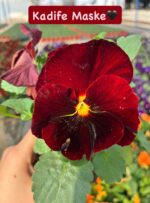 10'lu Hercai Menekşe Seti Small Boy (Viola × wittrockiana) Ürün Açıklaması