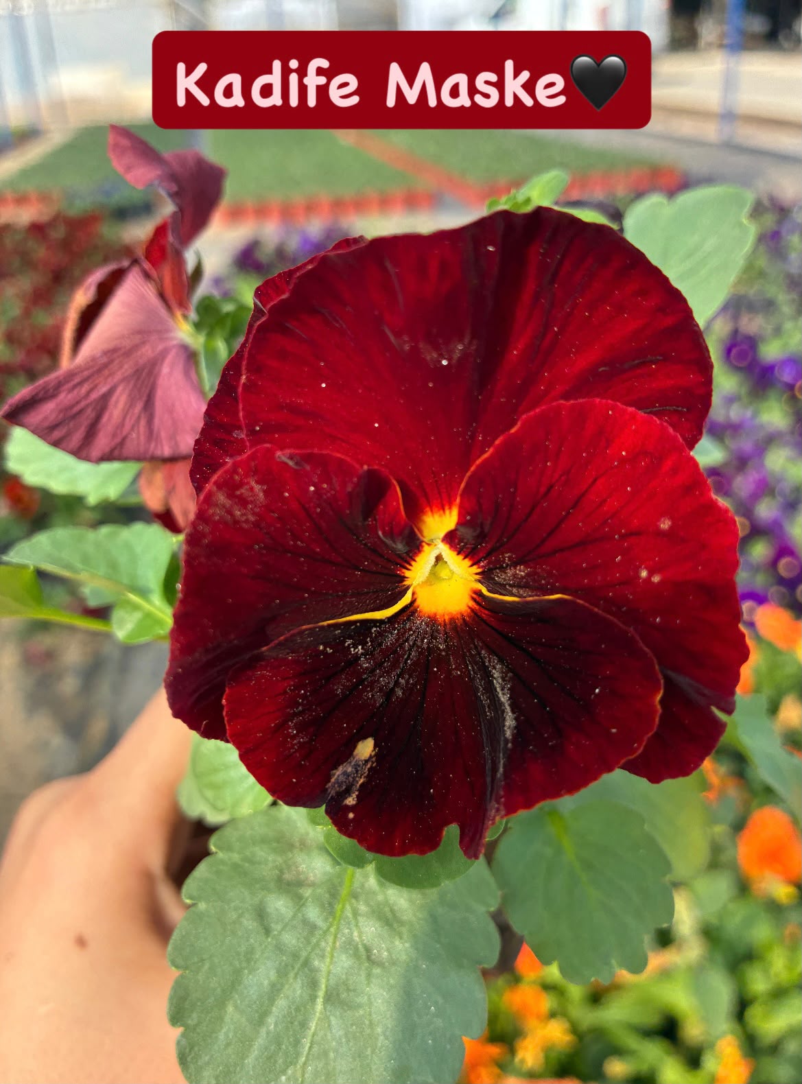 IMG-20261028-WA0032 10'lu Hercai Menekşe Seti Small Boy (Viola × wittrockiana) Ürün Açıklaması - Görsel 1