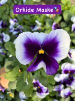10'lu Hercai Menekşe Seti Small Boy (Viola × wittrockiana) Ürün Açıklaması - Görsel 10