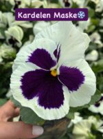 10'lu Hercai Menekşe Seti Small Boy (Viola × wittrockiana) Ürün Açıklaması - Görsel 9