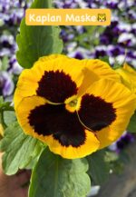 10'lu Hercai Menekşe Seti Small Boy (Viola × wittrockiana) Ürün Açıklaması - Görsel 8