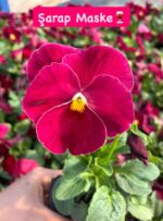 10'lu Hercai Menekşe Seti Small Boy (Viola × wittrockiana) Ürün Açıklaması - Görsel 5