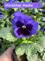 10'lu Hercai Menekşe Seti Small Boy (Viola × wittrockiana) Ürün Açıklaması - Görsel 4