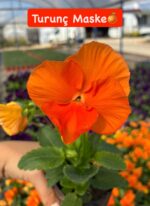 10'lu Hercai Menekşe Seti Small Boy (Viola × wittrockiana) Ürün Açıklaması - Görsel 3