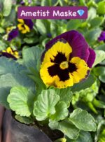 10'lu Hercai Menekşe Seti Small Boy (Viola × wittrockiana) Ürün Açıklaması - Görsel 6