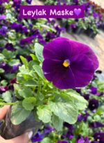 10'lu Hercai Menekşe Seti Small Boy (Viola × wittrockiana) Ürün Açıklaması - Görsel 2