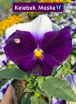 10'lu Hercai Menekşe Seti Small Boy (Viola × wittrockiana) Ürün Açıklaması - Görsel 7