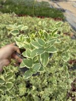10'lu Alacalı Vinka Cezayir Menekşesi Seti (Vinca major 'Variegata')