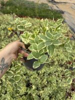 10'lu Alacalı Vinka Cezayir Menekşesi Seti (Vinca major 'Variegata') - Görsel 2