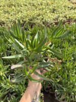 10'lu Kaz Ayağı Yer Örtücü Bitkisi Seti (Carpobrotus edulis)