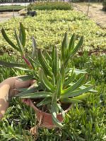 10'lu Kaz Ayağı Yer Örtücü Bitkisi Seti (Carpobrotus edulis) - Görsel 2