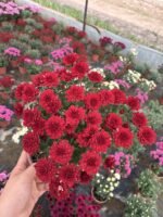 Kırmızı Kadife Medium Renkli Kasımpatı (Chrysanthemum × morifolium) - Görsel 3