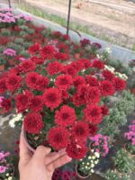 Kırmızı Kadife Medium Renkli Kasımpatı (Chrysanthemum × morifolium) - Görsel 2