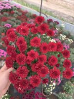 Kırmızı Kadife Medium Renkli Kasımpatı (Chrysanthemum × morifolium)