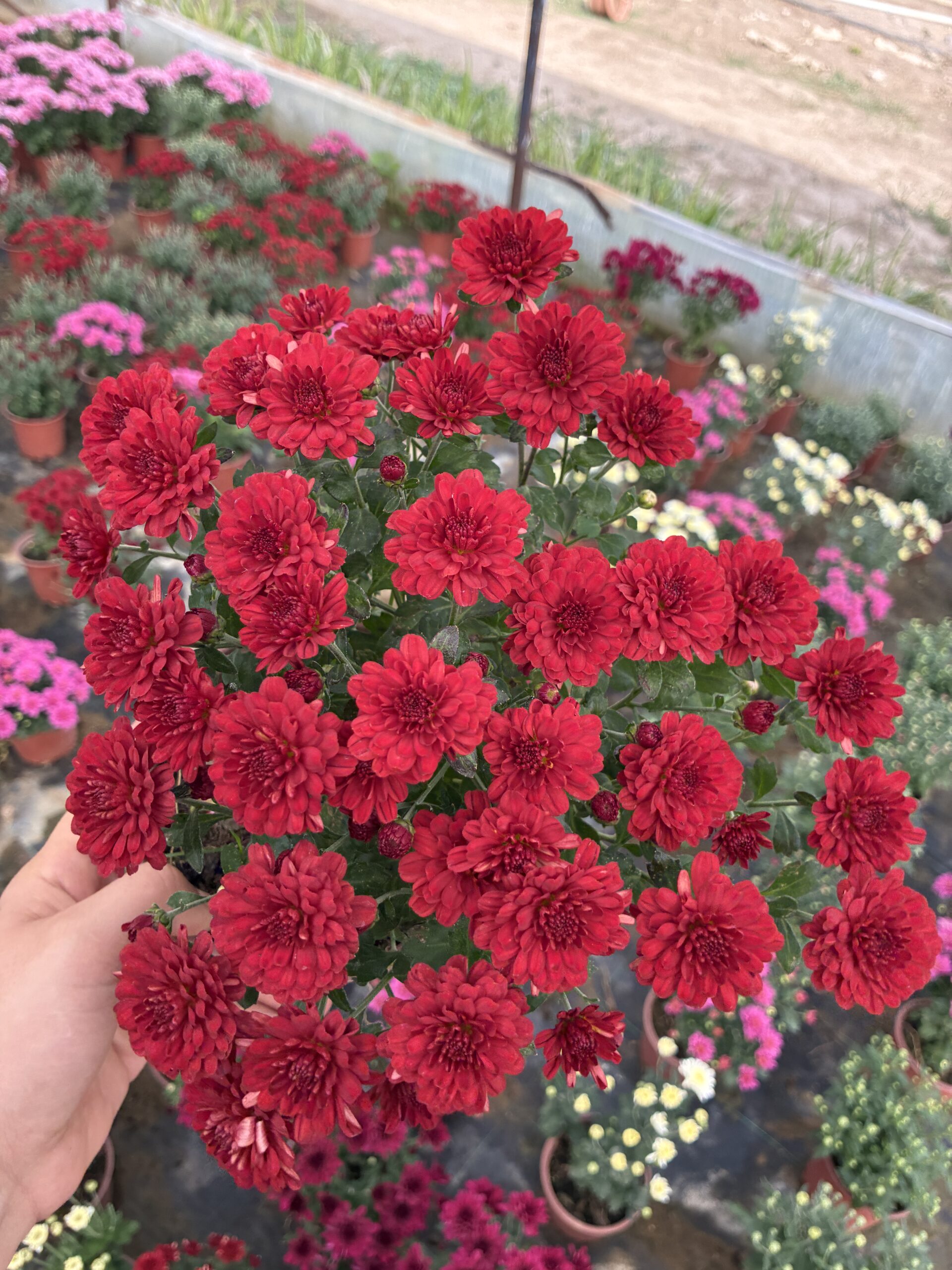 IMG_0027 Kırmızı Kadife Medium Renkli Kasımpatı (Chrysanthemum × morifolium) - Görsel 1
