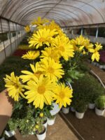 Altın Papatya XL Boy Papatya Kasımpatı (Chrysanthemum × morifolium) - Görsel 2