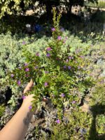 Cennet Çiçeği Küfeya Medium Boy (Cuphea hyssopifolia) - Görsel 2