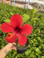 Nar Kırmızısı XL Boy Japon Gülü (Hibiscus rosa-sinensis) - Görsel 2