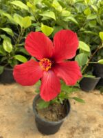 Nar Kırmızısı XL Boy Japon Gülü (Hibiscus rosa-sinensis)