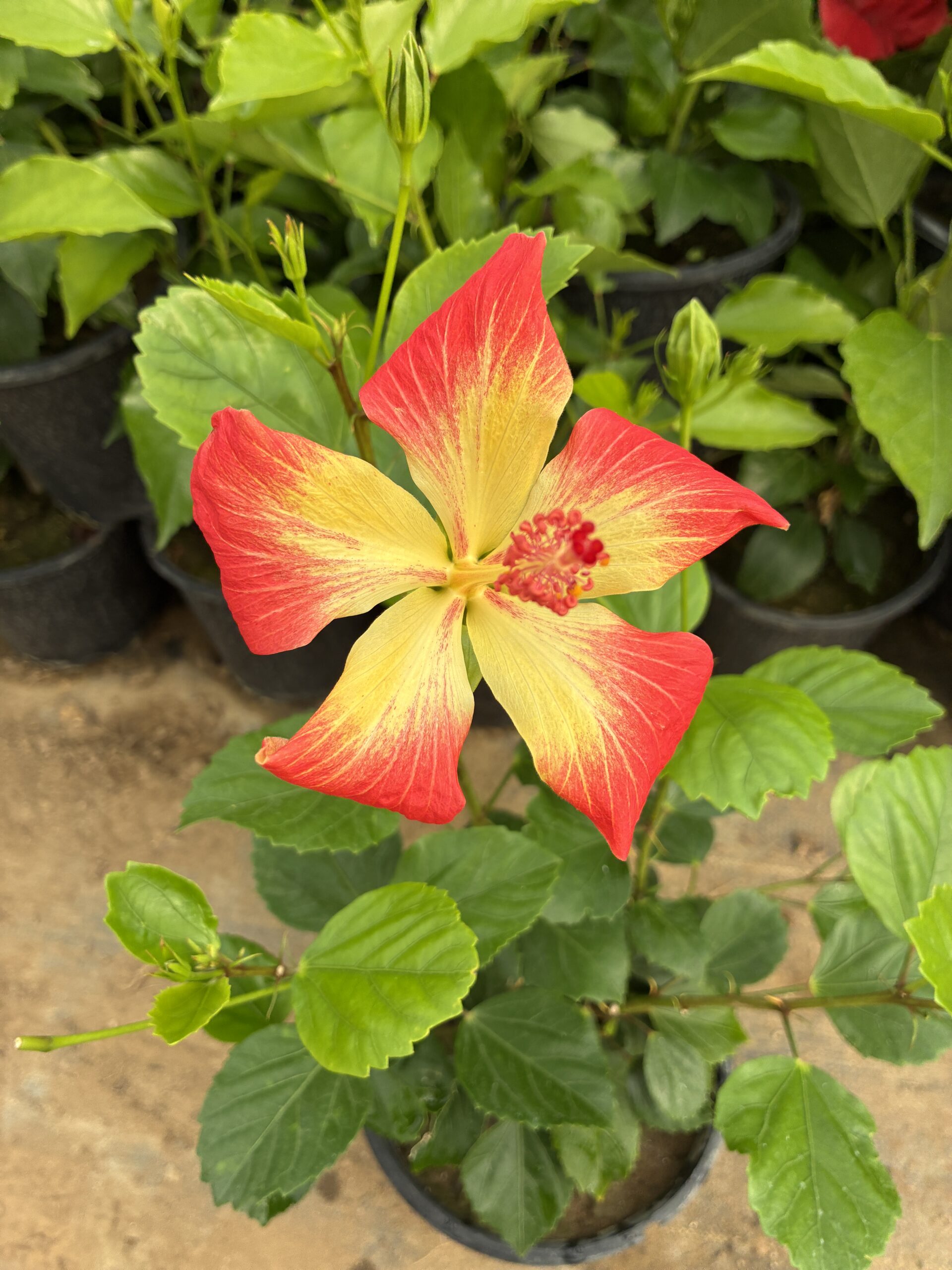 IMG_0515 Şafak Güneşi XL Boy Japon Gülü (Hibiscus rosa-sinensis) - Görsel 1