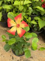 Şafak Güneşi XL Boy Japon Gülü (Hibiscus rosa-sinensis) - Görsel 3