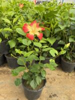 Şafak Güneşi XL Boy Japon Gülü (Hibiscus rosa-sinensis) - Görsel 2