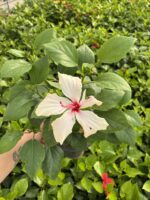 Ayışığı Pembesi XL Boy Japon Gülü (Hibiscus rosa-sinensis) - Görsel 3