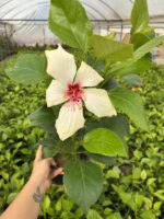 Ayışığı Pembesi XL Boy Japon Gülü (Hibiscus rosa-sinensis) - Görsel 2