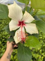 Ayışığı Pembesi XL Boy Japon Gülü (Hibiscus rosa-sinensis)