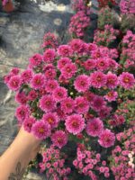 Ponpon Pembe Medium Renkli Kasımpatı (Chrysanthemum × morifolium)