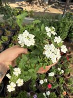 İnci Halesi Yayılıcı Mine Çiçeği (Verbena × hybrida) Ürün Açıklaması - Görsel 2