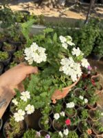 İnci Halesi Yayılıcı Mine Çiçeği (Verbena × hybrida) Ürün Açıklaması