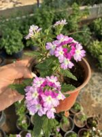 Leyla Halesi Yayılıcı Mine Çiçeği (Verbena × hybrida) - Görsel 2