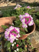 Leyla Halesi Yayılıcı Mine Çiçeği (Verbena × hybrida)