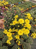 Altın Şakayık Askılı Saksıda Kasımpatı (Chrysanthemum × morifolium) - Görsel 2