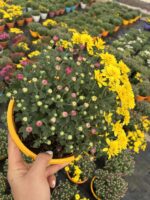 Altın Şakayık Askılı Saksıda Kasımpatı (Chrysanthemum × morifolium)