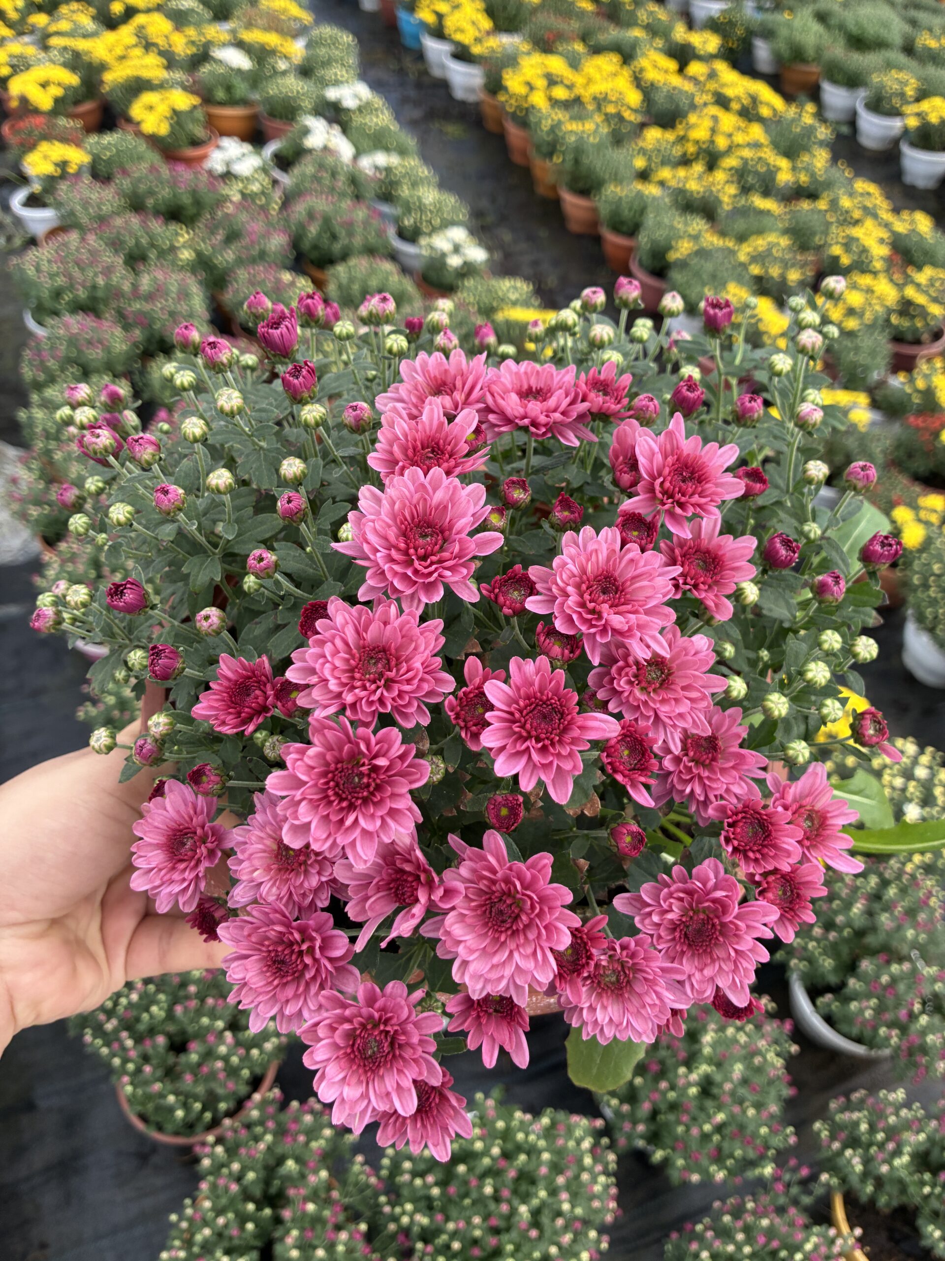 IMG_0645 Gül Narı Askılı Saksıda Kasımpatı (Chrysanthemum × morifolium) - Görsel 1