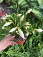 Beyaz Yılbaşı Çiçeği (Schlumbergera truncata)