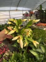 Beyaz Yılbaşı Çiçeği (Schlumbergera truncata) - Görsel 2
