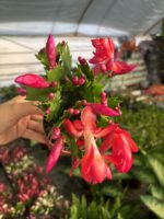 Kırmızı Yılbaşı Çiçeği (Schlumbergera truncata) - Görsel 3