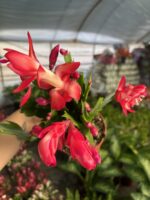 Kırmızı Yılbaşı Çiçeği (Schlumbergera truncata)