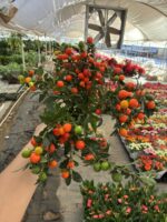 XL Boy Yılbaşı Kirazı (Solanum pseudocapsicum) - Görsel 4