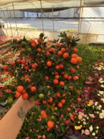 XL Boy Yılbaşı Kirazı (Solanum pseudocapsicum)