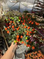 XL Boy Yılbaşı Kirazı (Solanum pseudocapsicum) - Görsel 5