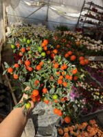 XL Boy Yılbaşı Kirazı (Solanum pseudocapsicum) - Görsel 2